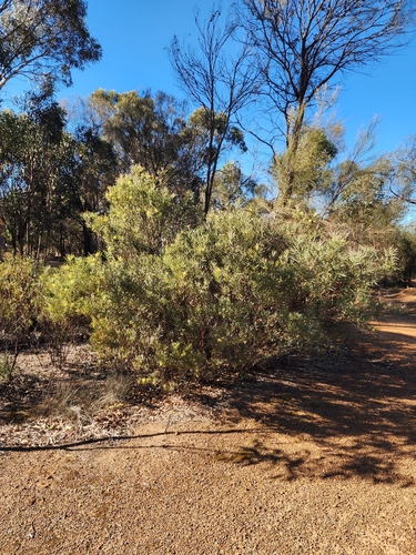 Acacia ligulata, photograph 5