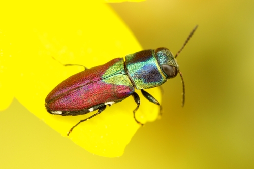 Anthaxia francescoi