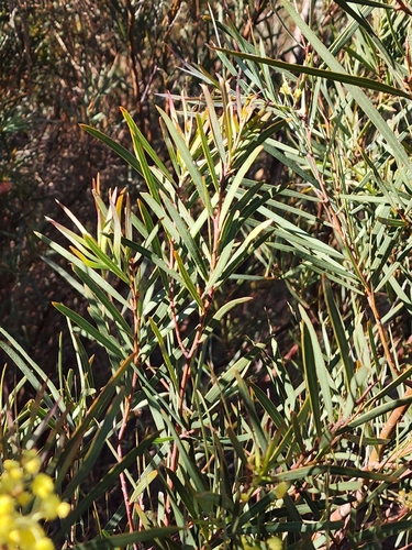 Acacia ligulata, photograph 6