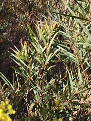 Acacia ligulata, photograph (c) Carmon, some rights reserved (CC BY-SA)