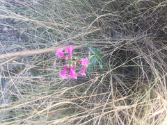 Penstemon parryi