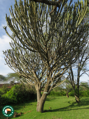 Euphorbia candelabrum