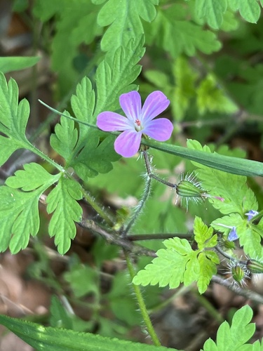 Herb Robert