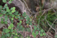 Spiraea blumei