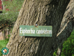 Euphorbia candelabrum