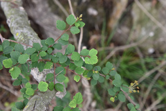 Spiraea blumei