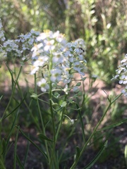 Lepidium alyssoides