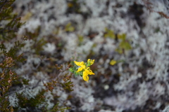 Genista anglica