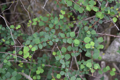Spiraea blumei