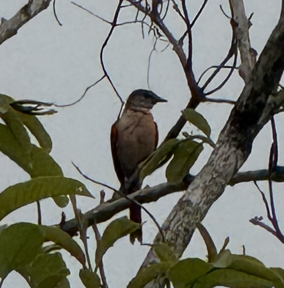 Rosy Minivet (Pericrocotus roseus), photo 3