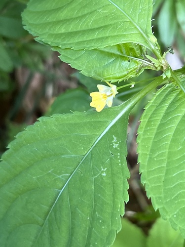 small balsam