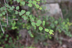 Spiraea blumei