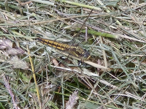 Black-tailed Skimmer