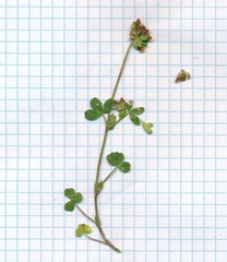 Trifolium bejariense