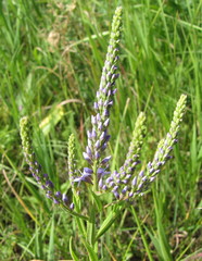 Veronica spuria