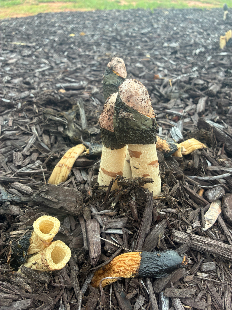 Ravenel's stinkhorn · June 2026 · photo: Photo: (c) Jillian Douglas, some rights reserved (CC BY) · iNaturalist