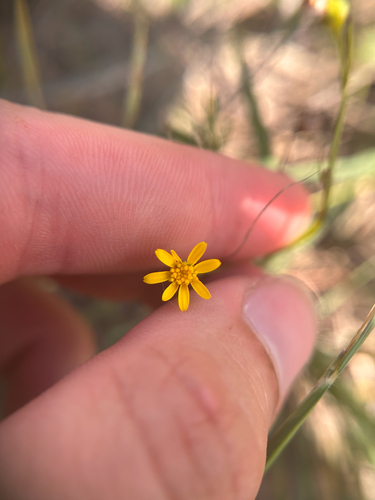 Great Plains Ragwort