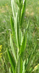 Veronica spuria