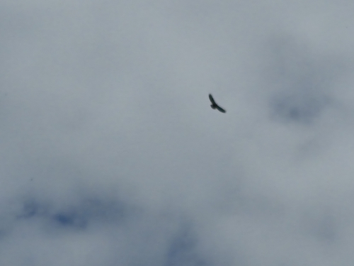 Common Buzzard