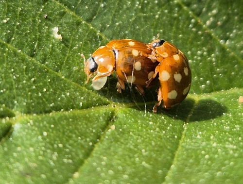Cream-spotted Ladybird