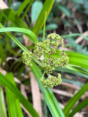 author not stated, no rights reserved Hypolytrum nemorum, photograph author not stated, no rights reserved
