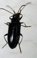 Statira