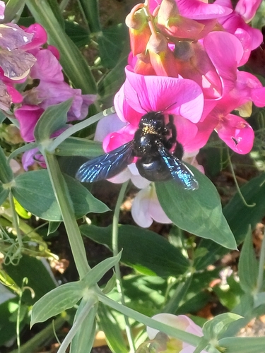 Violet Carpenter Bee