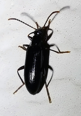Statira