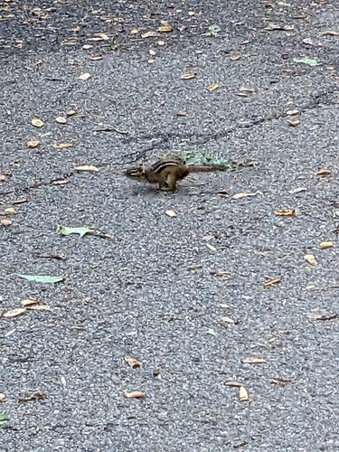 Eastern Chipmunk