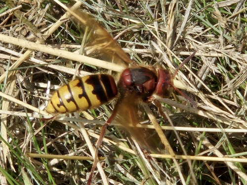 European Hornet