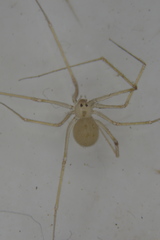 Spermophora senoculata