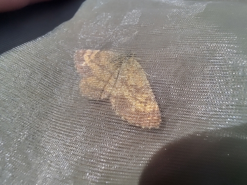 Common Heath