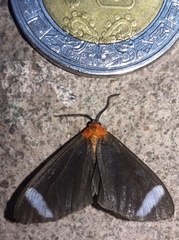 Hyalurga chthonophyle