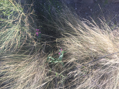 Penstemon parryi