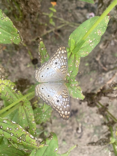 White Peacock
