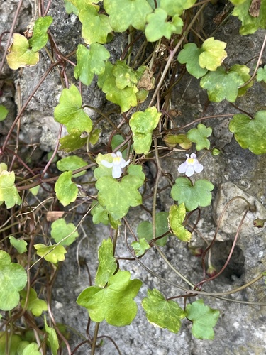 Ivy-leaved toadflax