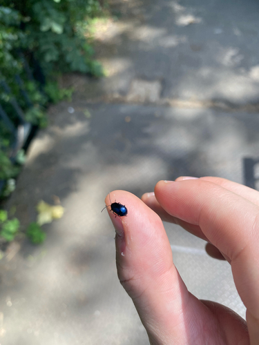 Alder Leaf Beetle