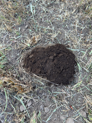 iNaturalist observation photo of Northern California pocket gopher