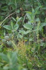 Teucrium scorodonia