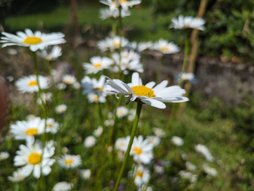 Käfer