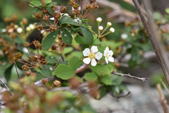 Spiraea blumei