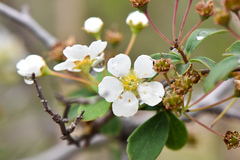 Spiraea blumei