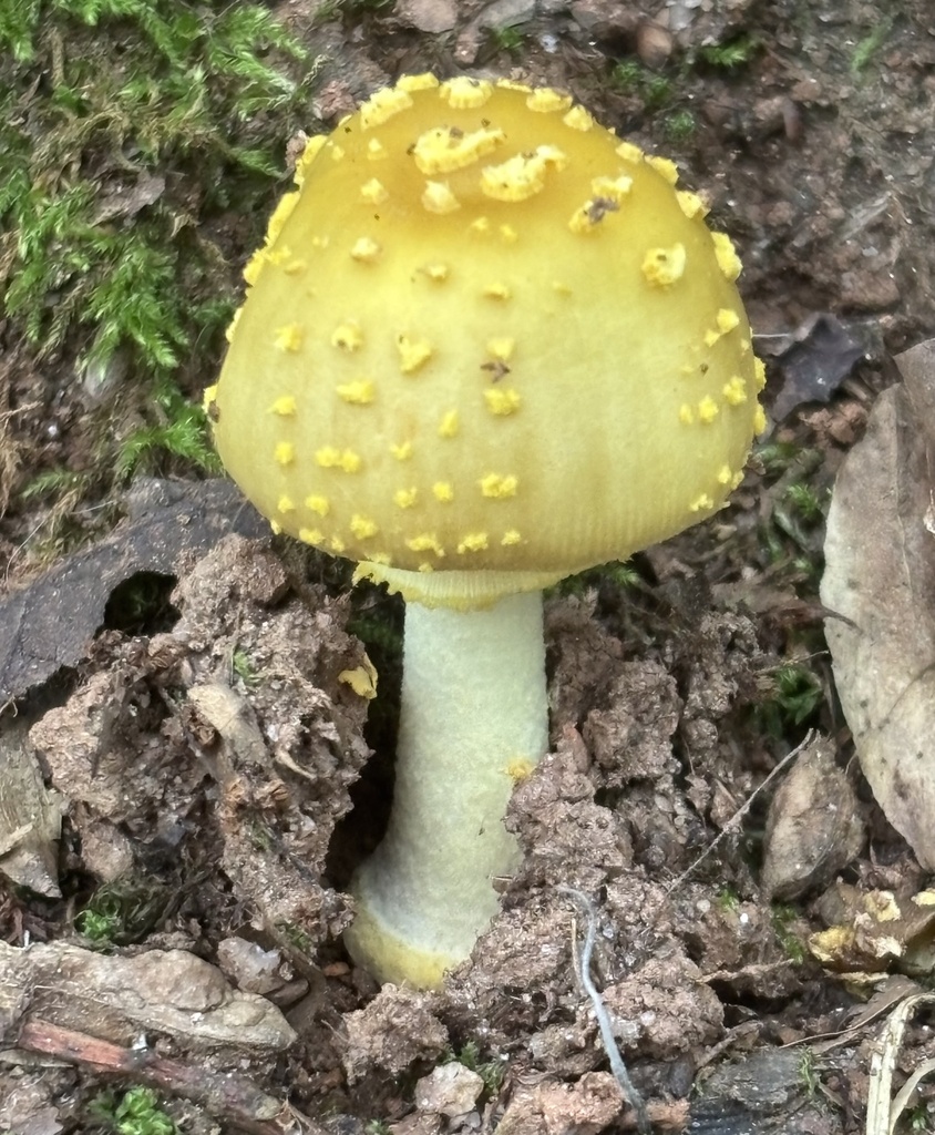 Yellow American Blusher · June 2026 · photo: Photo: (c) James Kindt, some rights reserved (CC BY) · iNaturalist