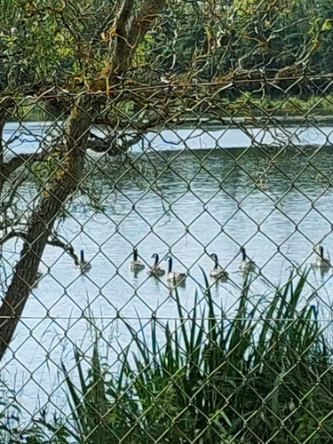 Canada Goose