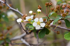 Spiraea blumei