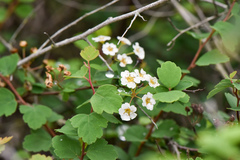 Spiraea blumei