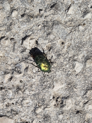 European Rose Chafer