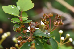 Spiraea blumei