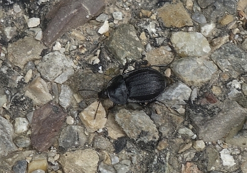 Black snail beetle
