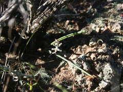 Lachenalia judithiae